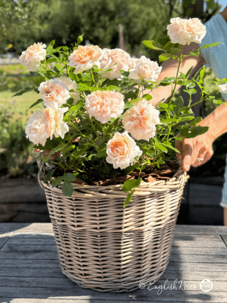 Joie de Vivre Garden-Ready Gift with hands - Giving a gift planted basket