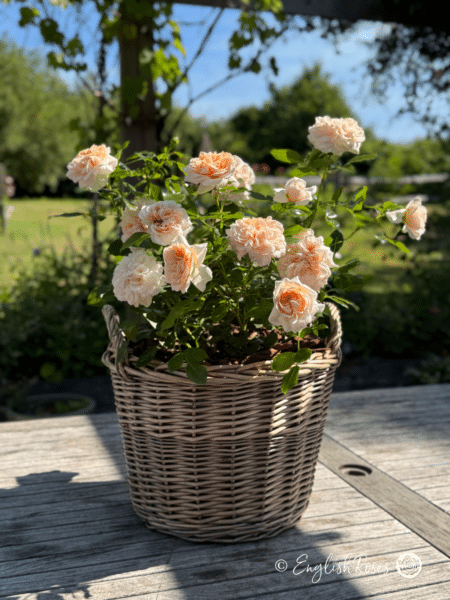 Joie de Vivre Rose Gift Planted Basket - Lots of full ruffled blooms