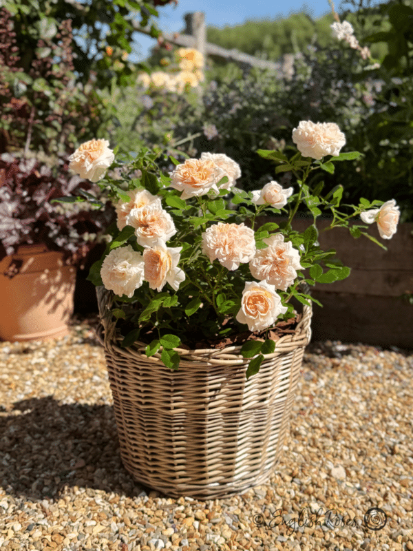 Joie de Vivre Rose Planted in a Willow Basket - Sunny garden with gift planted basket full of blooms