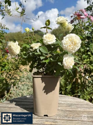 Potted White Rose - Miscarriage UK Partnership