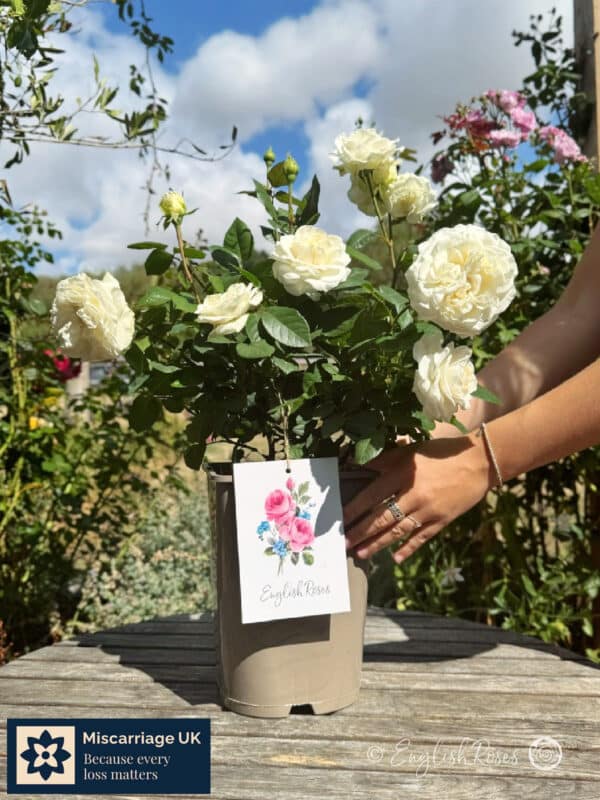 Potted White Rose With Gift Label - Miscarriage UK Partnership