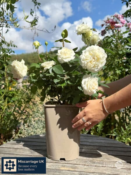 Potted White Rose With Hands - Miscarriage UK Partnership