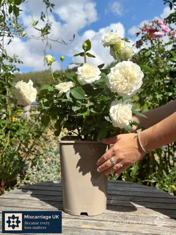 Potted White Rose With Hands - Miscarriage UK Partnership