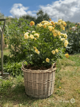 Remembering Someone Special Willow Basket in Garden