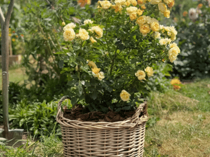 Remembering Someone Special - Rose Gift In Large Willow Basket Image