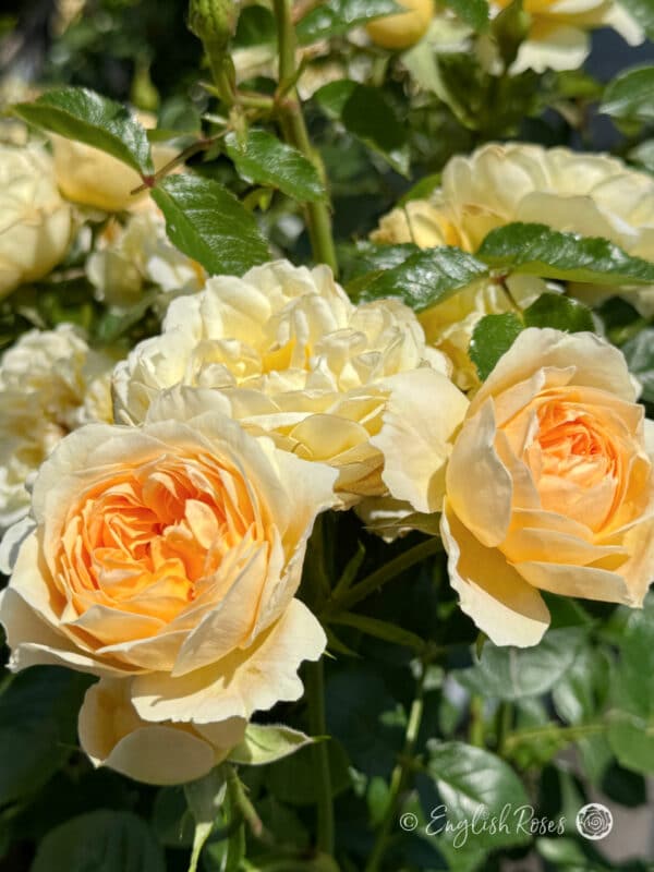 Remembering Someone Special - Rose Gift In Large Willow Basket