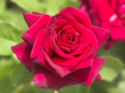 Royal Parfuma Rose Image