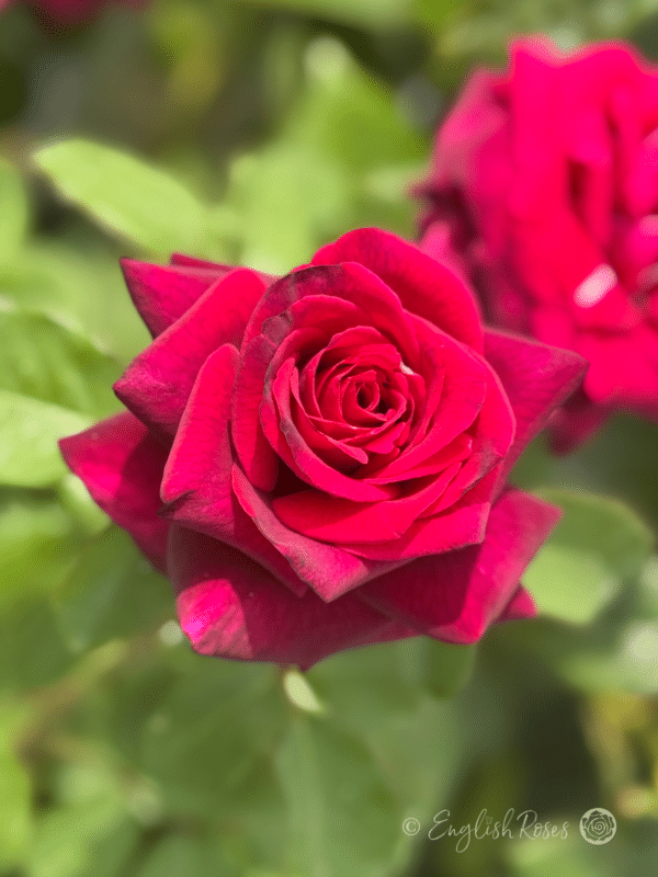 Royal Parfuma Rose Close Up Rich Purple-Red Blooms - Classic shaped hybrid tea rose