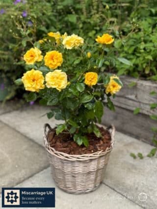 Yellow Rose In Willow Basket - Miscarriage UK Partnership
