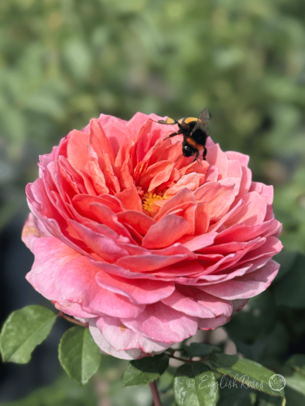 20th Anniversary Rose Full Pink Apricot Bloom with Bumblebee