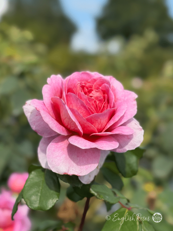 20th Anniversary Rose Pink Apricot Blend Petals - Pink full hybrid tea blooms