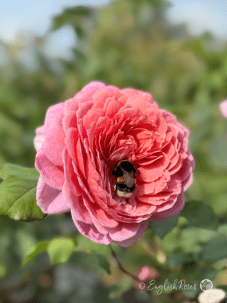 20th Anniversary Rose