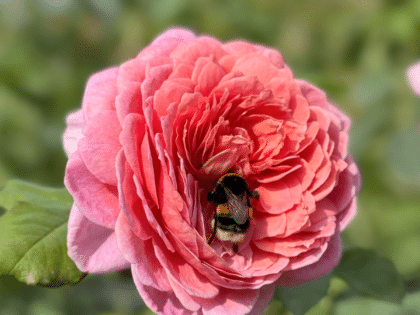 20th Anniversary Rose Image