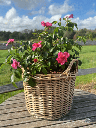 Bright as a Button Rose Planted in a Large Willow Basket - Pink open blooms with dark eye and yellow stamens.