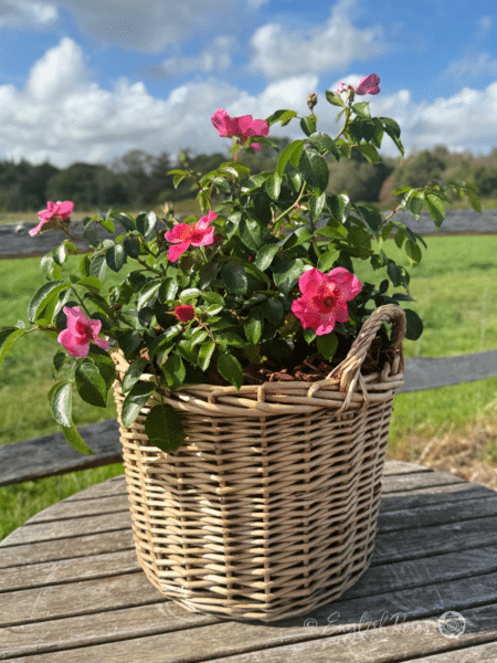 Bright as a Button Rose Planted in a Large Willow Basket - Pink open blooms with dark eye and yellow stamens.