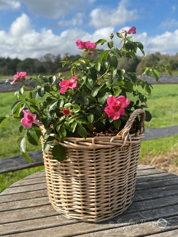 Bright as a Button Rose Planted in a Large Willow Basket - Pink open blooms with dark eye and yellow stamens.