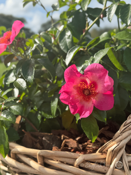Bright as a Button in Basket Close Up Pink Bloom - Pink open blooms with dark eye and yellow stamens.