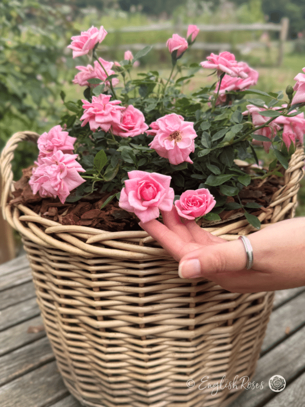 Diamond Wishes Rose Gift Planted Basket - hand showing the small pink blooms