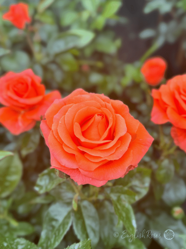 For You With Love Deep Orange Red Rose - Deep green foliage floribunda rose bush
