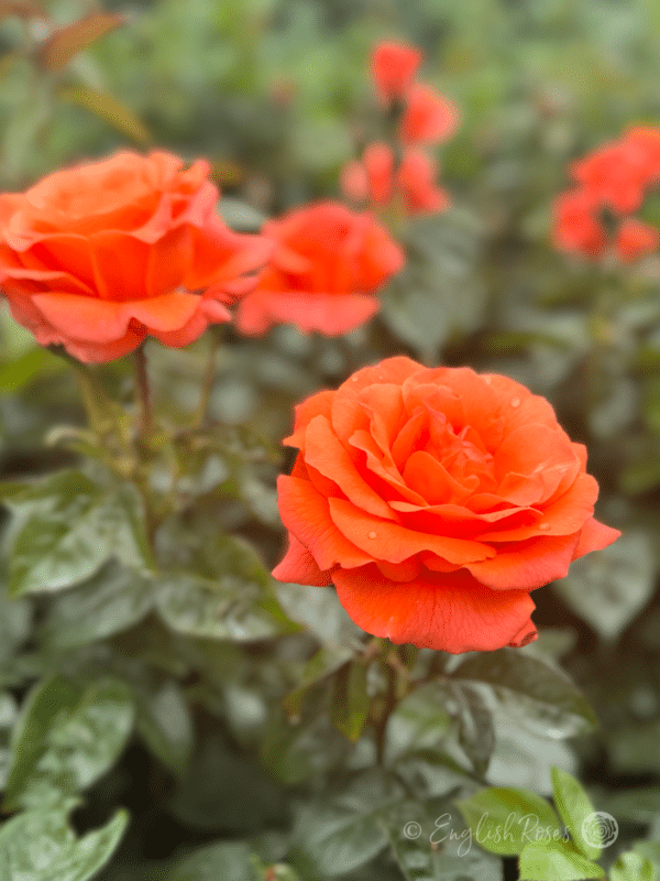 For You With Love Rose Orange Floribunda Rose - Multiple orange blooms with dark green foliage.