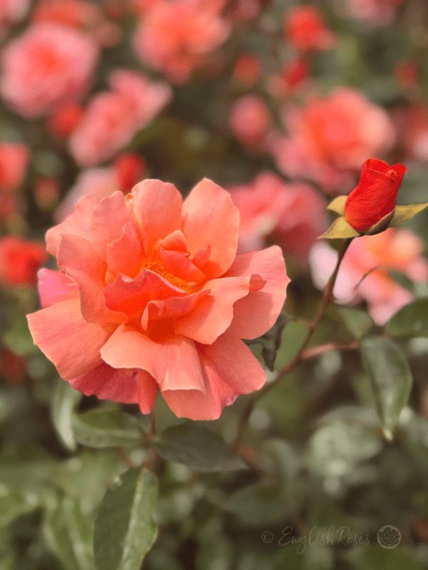 Fragrant Delight Rose Multiple Pink-Orange Blooms - Open bloom with bud