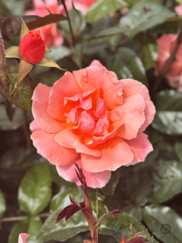 Fragrant Delight Rose Open Pink Peach Bloom - Open scented floribunda