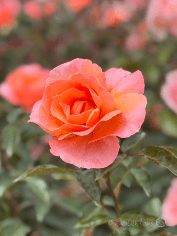 Fragrant Delight Rose Pink Peach Fragrant Bloom -