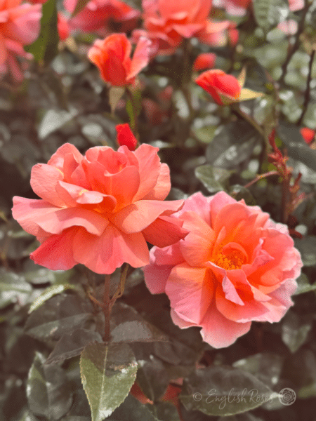 Fragrant Delight Rose Two Scented Blooms - Pink Peach blend blooms with dark green foliage.