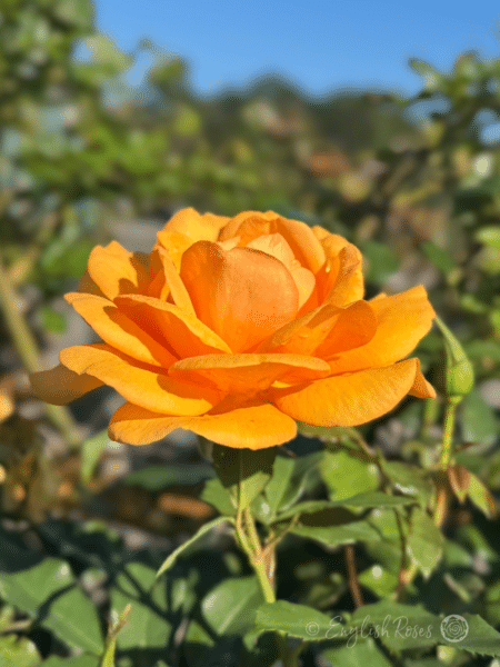 Golden Beauty Rose Golden Open Bloom with Sunny Sky - Orange Yellow Open Floribunda with green foliage