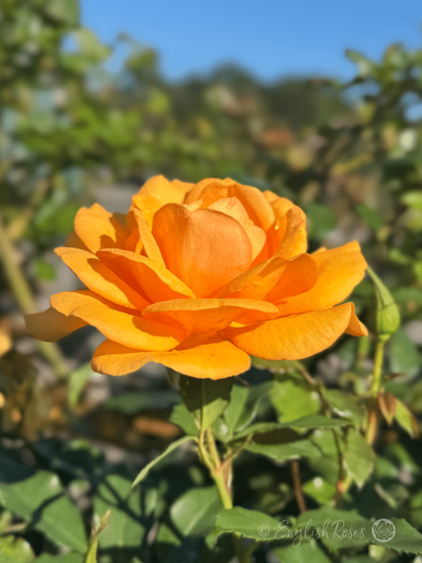 Golden Beauty Rose Golden Open Bloom with Sunny Sky - Orange Yellow Open Floribunda with green foliage