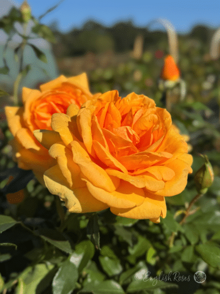Golden Beauty Rose Two Open Orange Blooms - Large Orange-Yellow Floribunda buds and blooms with green foliage