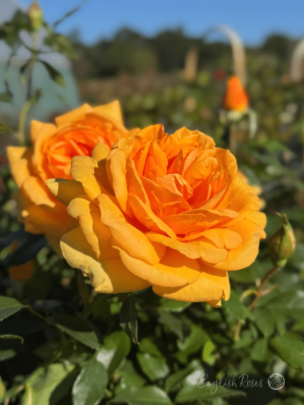 Golden Beauty Rose Two Open Orange Blooms - Large Orange-Yellow Floribunda buds and blooms with green foliage