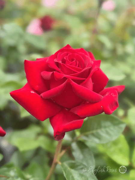 Ingrid Bergman Rose Classic Hybrid Tea Rose - Deep Red Bloom with green foliage