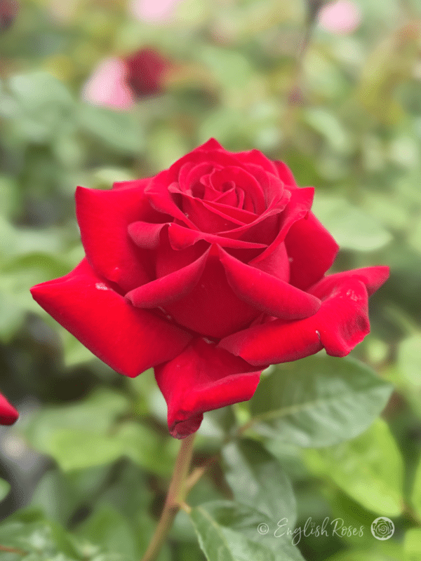 Ingrid Bergman Rose Classic Hybrid Tea Rose - Deep Red Bloom with green foliage