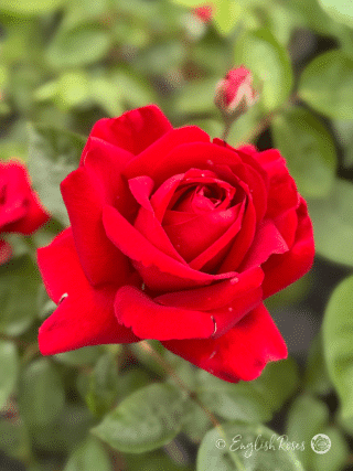 Ingrid Bergman Rose Large Red Bloom - Large classic shaped red hybrid tea bloom with buds and green foliage.