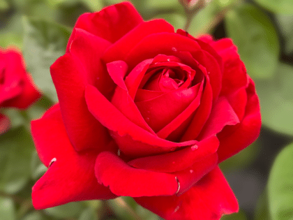 Love You Mum Rose Image