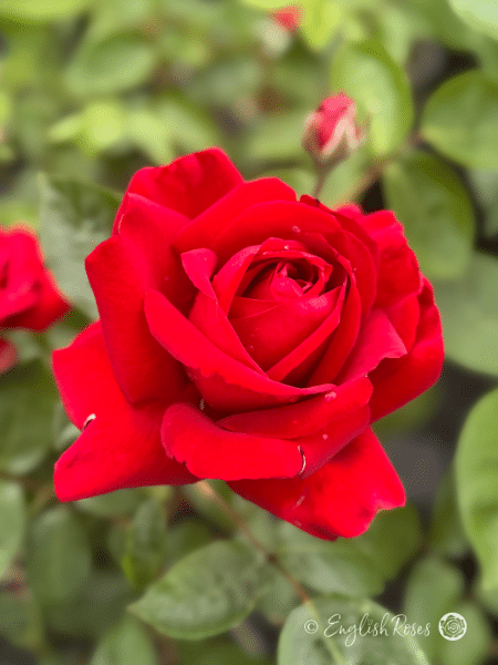 Ingrid Bergman Rose Large Red Bloom - Large classic shaped red hybrid tea bloom with buds and green foliage.
