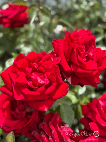 Ingrid Bergman Rose Multiple Red Blooms - Two large red blooms