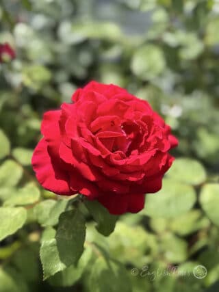 Jubilee Papa Meilland Rose Single Red Bloom - Large red scented hybrid tea