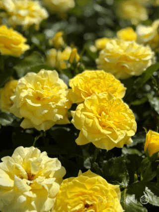 Korresia Rose Multiple Yellow Blooms - Floribunda scented yellow flowers with dark green foliage