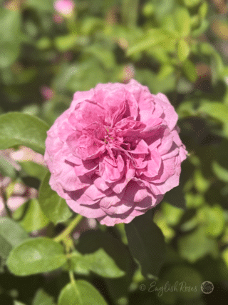 Lavender Ice Rose Silvery Lavender Petals - Sweetly scented purple pink petals with green foliage