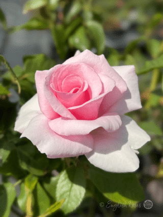Let There Be Love Classic Pale Pink Bloom - Green foliage with pink classic shaped petals