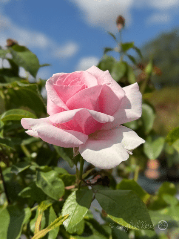 Let There Be Love Pink Floribunda Bloom - Sunny garden with blue sky and green foliage