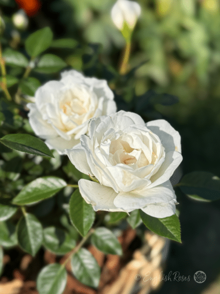 Little Angel Rose Close Up Bloom - Small white buds and blooms