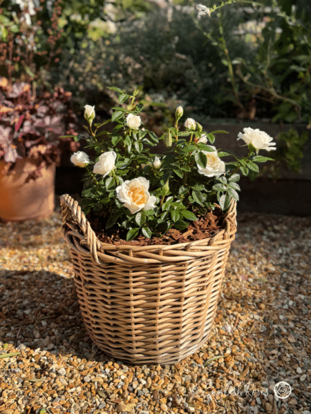 Little Angel Rose Gift Planted Basket Main Image - dark green foliage and small white blooms