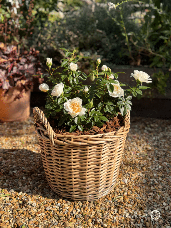 Little Angel Rose Gift Planted Basket Main Image - dark green foliage and small white blooms