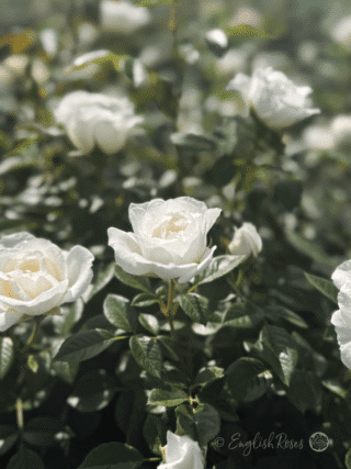 Little Angel Rose Multiple White Patio Rose Blooms - Small white blooms with dark green foliage