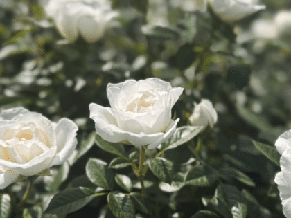 Little Angel Rose - Baby Loss Gift Image