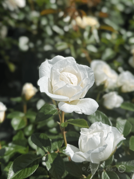 Little Angel Rose White Bloom - Small White Bloom