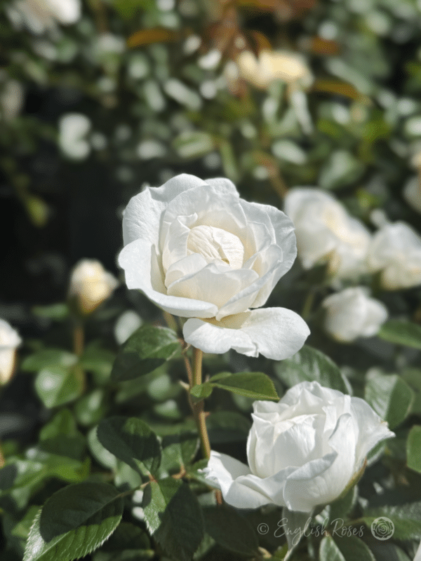 Little Angel Rose White Bloom - Small White Bloom